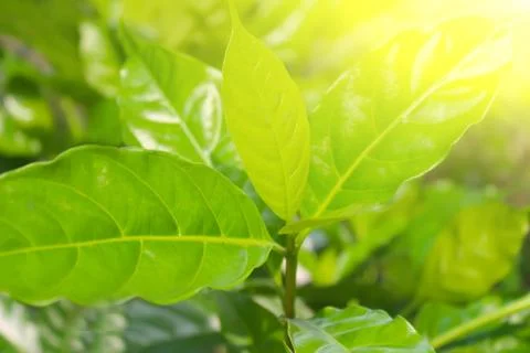 Green germ  in a Sun Light Background Stock Photos