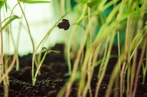 Green germinated sprouts Stock Photos