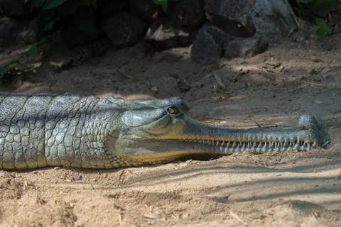 Green gharial crocodile on land Stock Photos