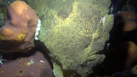 Green giant frogfish Stock Footage 123512535