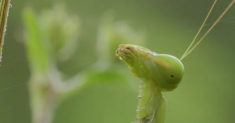 Green Giant Mantis extra terrestrial face close-up; detailed 4K look at chewing Stock Footage 339070284