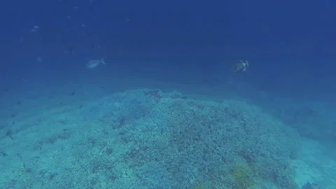 Green giant trigger fish in its territory in the sea Stock Footage 148110942