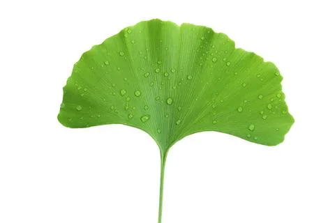 Green ginkgo biloba leaves with water drop isolated on white background. Top Stock Photos