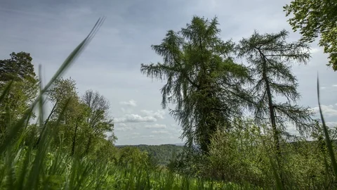 Green glade and running clouds, timelapse Stock Footage 88872038