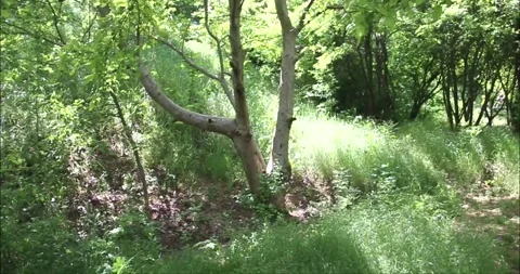 Green glade in the forest with trees and path Stock Footage 275350809