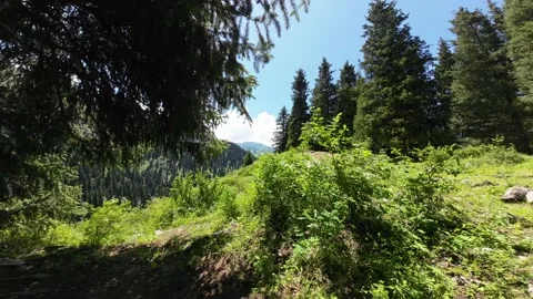Green glade in the mountains. Stock Footage 229652206