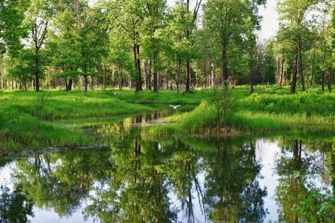 Green glade Stock Photos