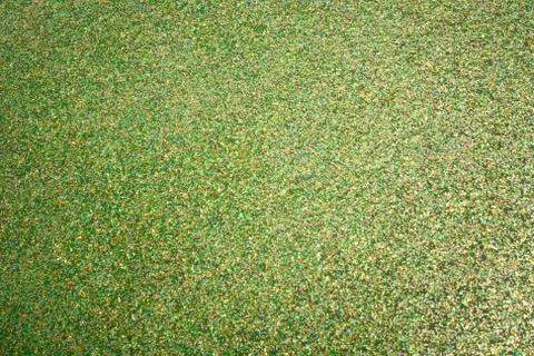 Green Glitter Background Stock-Fotos