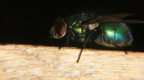 Green glossy fly Stock Footage 56694669