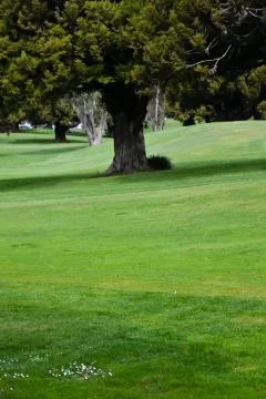 Green on a Golf course Stock Photos