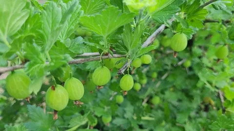 Green gooseberries on a branch close-up Stock Footage 277313053