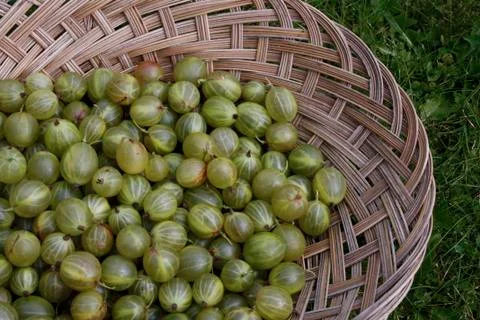 Green gooseberries Stock Photos