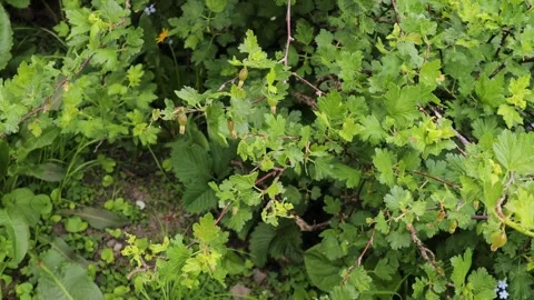 Green gooseberry bush with small developing berries and serrated leaves growing Video stock 309303816