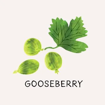 Green gooseberry illustration vector set with watercolor texture and line art Illustrazione stock