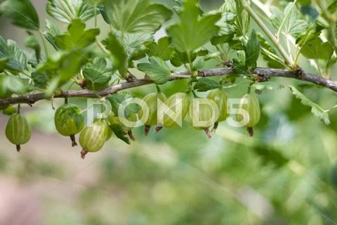 Green gooseberry Stock Photos