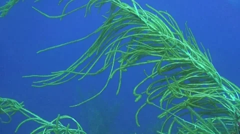 Green gorgonian Stock Footage 8608052