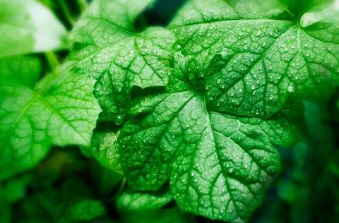 Green gourd leaf with drop Stock Photos