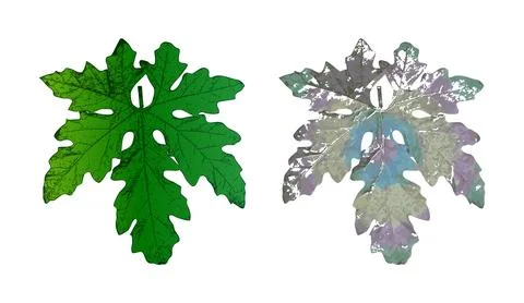 Green gourd leaves vector set isolated on white background, Stock Illustration