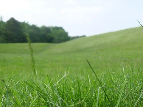 Green Grace Stock Photos