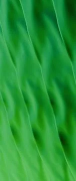 Green Gradient Abstract Silk Texture Vertical Background 写真素材