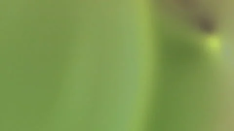Green gradient background glows and noise Stock Footage 303579415