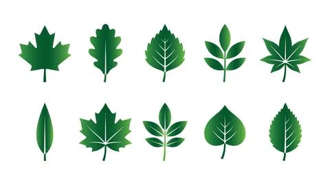 Green gradient leaf icon set with vein details. Stock Illustration