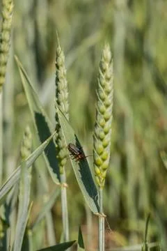 Green grain and a red bug on a big german grain field Stock Photos