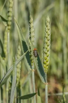 Green grain and a red bug on a big german grain field Stock Photos
