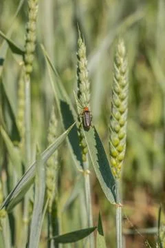 Green grain and a red bug on a big german grain field Stock Photos