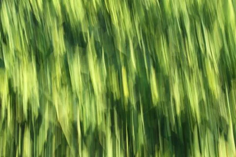 Green grain blowing in the wind Stock Photos