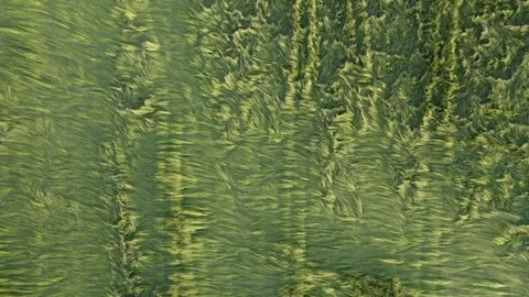 Green grain field devastated by wind aerial 4K Stock Footage 108553583