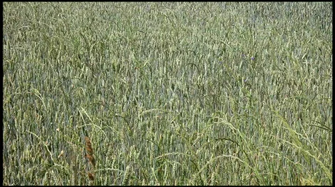Green grain Field Stock Footage 419550