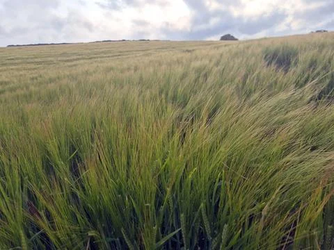 Green grain field under dramatic cloudy sky 스톡 사진