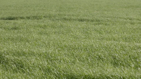 Green grain field with wind waves rolling across the surface. 4K 60fps. Stock Footage 333984546