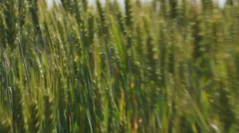 Green grain growing in the field 스톡 동영상 54704888