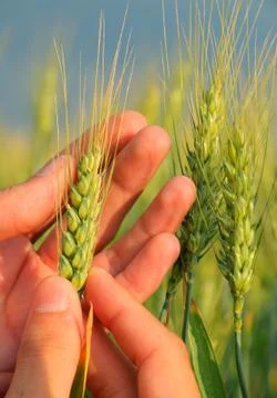 Green grain Stock Photos