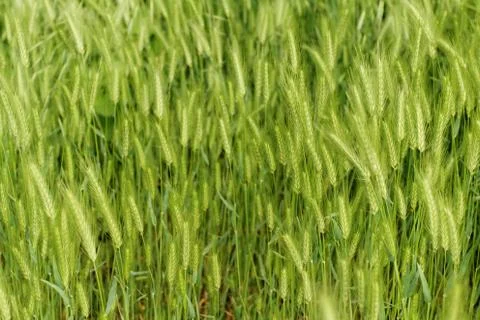 Green grain Stock Photos