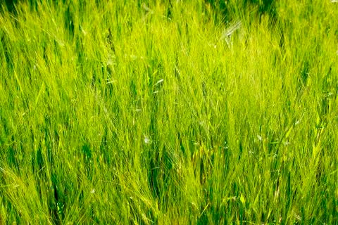 Green grain Stock Photos