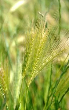 Green grain Stock Photos