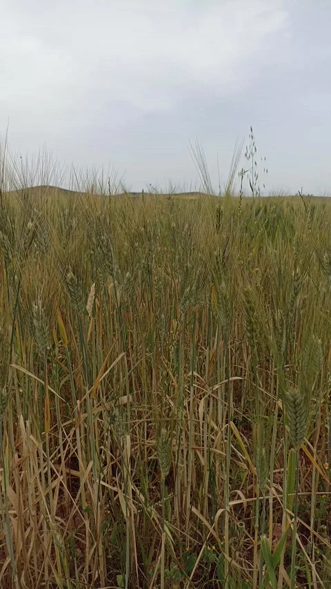 Green Grain Spikes Stock Footage 333207735