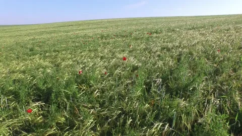 Green grains seen from the drone. There are  visible poppies and other wild Stock Footage 132996682