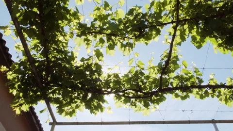 Green grape branch in the backyard. Leaves of grape on sunny summer day. Stock Footage 233894285
