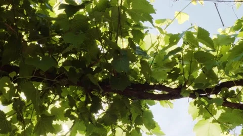 Green grape branch in the backyard. Leaves of grape on sunny summer day. Stock Footage 233894307