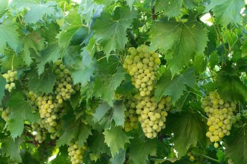 A green grape on the branch Foto stock