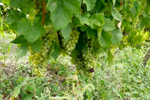 Green grape on the branch. Stock Photos