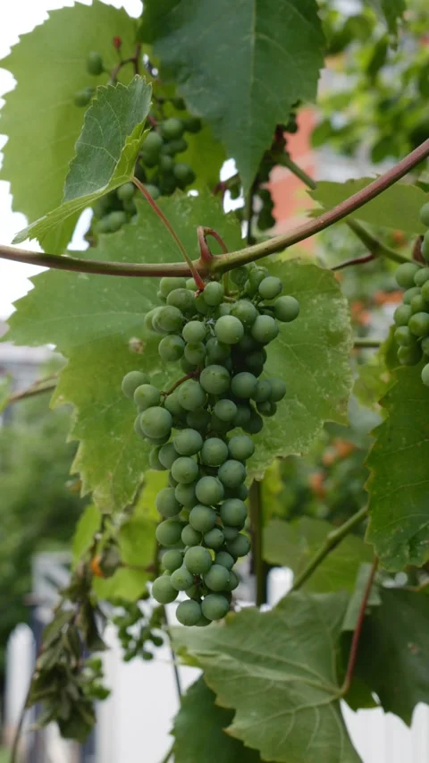 Green Grape Bunch Hanging on Vine Stock Footage 345896881