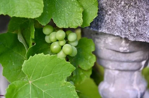 Green Grape Bunch Resting on Stone Wall Under Vine Leaves Stock Photos