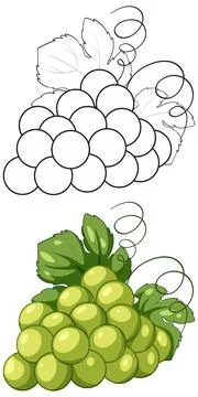 Green Grape Bunch Vector Illustration with Line Art and Colored Version Stock Illustration
