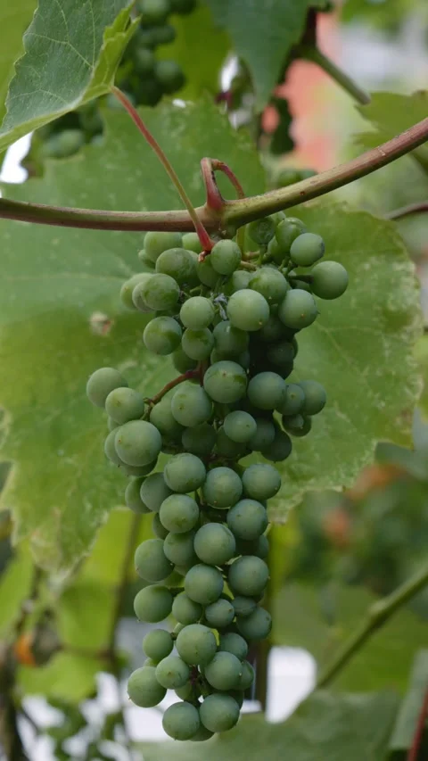 Green Grape Cluster Growing on Vine Stock Footage 345896887