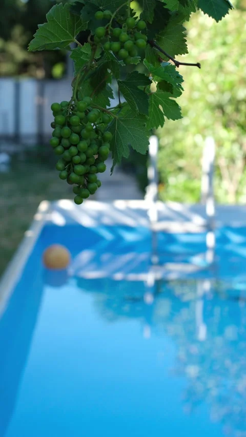 Green grape cluster hanging above a backyard swimming pool. Stock Footage 340164771